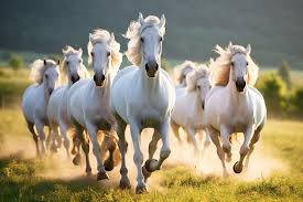 white horses images browse 5 151