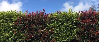 Ornamental Mixed Hedges Mixed Hedging