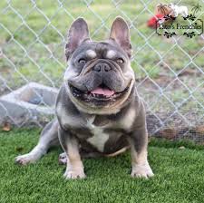 Exotics (blue, chocolate, blue tri, black tri, lilac. Frenchie Color Genetics Tato S Frenchies South Florida S Best French Bulldogs