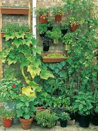 15 Unusual Vegetable Garden Ideas