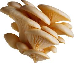 Mushroom diets