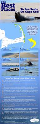 best places to see seals on cape cod