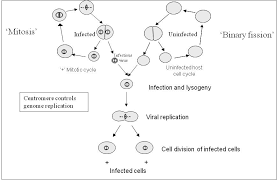 viral eukaryogenesis theory