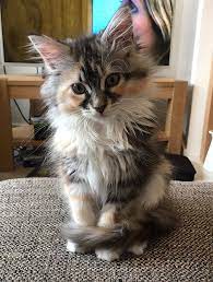 The cream maine coon can be solid maine coon with the whole body of cream color, or it can be combined together with other colors like silver, gray or white. Pin On Cats