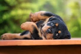 Find rottweiler puppies for sale and dogs for adoption. Caring For A Rottweiler Puppy 5 Helpful Tips Mystart