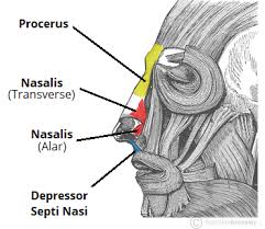 The Muscles Of Facial Expression Orbital Group Nasal