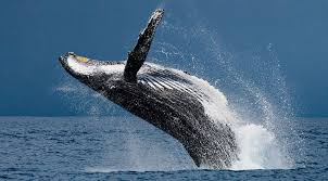 Top 14 Sự thật thú vị nhất về loài cá voi xanh - Toplist.vn