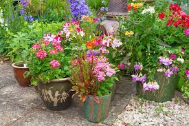 plants for containers plants for a