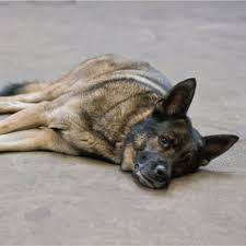Gelegentlich kommt es vor, dass der kot beim hund von schleim überzogen ist oder komplett schleimig und breiig ist. Durchfall Hund Wann Musst Du Dir Sorgen Machen Felmo