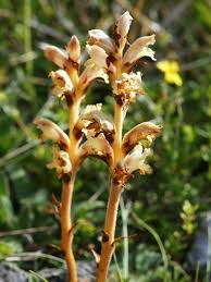 Orobanche teucrii - Wikimedia Commons