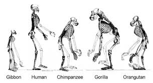 The Evolution Of Humans World Civilization