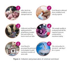 umbilical cord blood preservation and