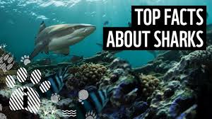 learn our top 10 facts about sharks wwf