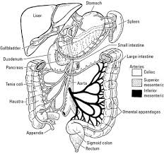 The small intestine consists of three different parts: The Physiology Of The Small And Large Intestines Dummies