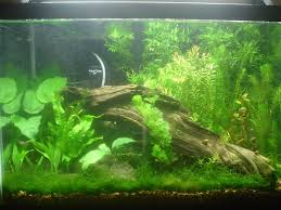 java moss as a ground cover aquarium