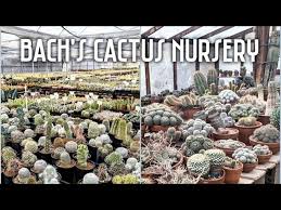 Cactus Succulent Fair