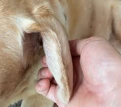 dog ear flap issues cysts lumps
