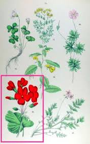Pelargonium zonale - Wikipedia
