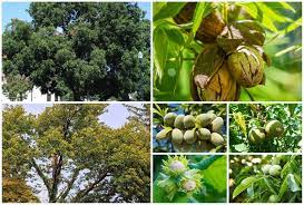 nut trees that crop reliably in usda zone 6