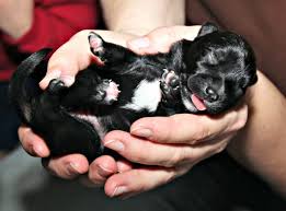How To Care For New Born Puppies