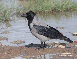 Raw Birds: HOODED CROW or GREY CROW (Corvus cornix) Turvey Nature Reserve,  Donabate, Fingal, Co. Dublin, Ireland