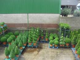 Topiary By Design Darlington Uk About Us