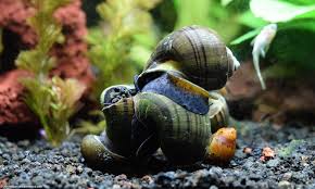 freshwater snails types of aquarium
