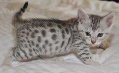 We operate on donations only and service all areas in washington including seattle, tacoma, bellevue, and olympia. 30 Best Silver Bengal Cats Ideas Cats And Kittens Cats Silver Bengal