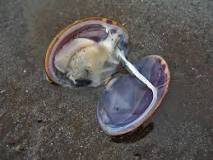 Does salt hurt clams?