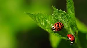 They are in your house because in nature they hibernate over the winter in masses, usually in protected places like cracks in rocks, tree trunks and other warm places, including buildings. How To Attract Ladybugs To Your Garden