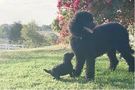 poodle standard puppies available