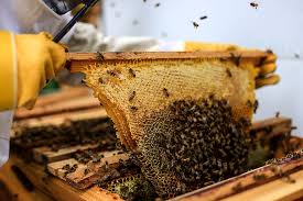 Without a queen excluder how do you keep the queen out of the honey? Best Top Bar Hive Plans For Happy And Productive Bees
