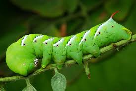 Tomato Hornworms How To Protect Your