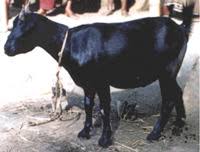Black Bengal A Promising Goat Genetic Resource Of