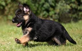 Find local german shepherd in dogs and puppies in the uk and ireland. How To Identify The Purity Of The German Shepherd Puppy 5 Ways To Identify The German Shepherd