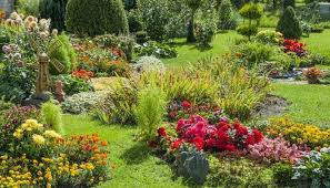 Perennial And Annual Plants Flowers