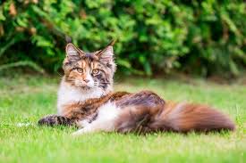 calico maine cat breed info