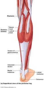 As a tendon is part of a muscle, ca. Superficial View Of The Posterior Leg Muscle And Tendon Anatomy