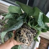 Do Philodendrons like to be crowded?