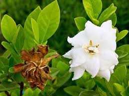 Why Are Gardenia Flowers Turning Brown