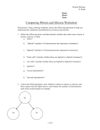They have the same number of sets of chromosomes: The Best 13 Genetics Comparing Mitosis And Meiosis Coloring Worksheet Answers