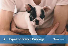 Hey frenchie (@hey.frenchie) • instagram photos and videos. 14 Different Types Of French Bulldogs Guide With Pictures Doggie Designer