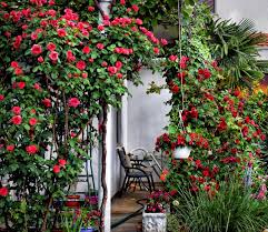 rose garden ideas how to plant