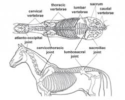 The Anatomy Of Dressage Horse Hindquarters Expert Advice