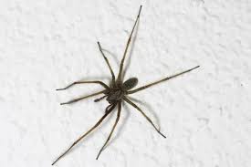 Are House Spiders More Common In The Winter Terminix