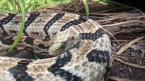 which common snakes are poisonous