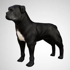 pitbull dog 3d model rigged and low