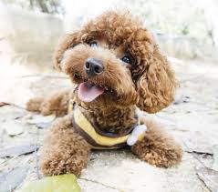 poodle toy or tea cup puppies and