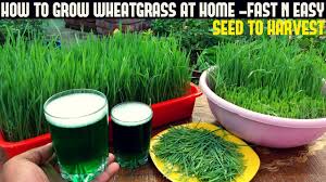 how to grow wheatgr at home full