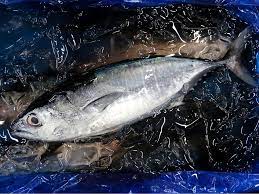 コメジ、ヨコワ、クロマグロの幼魚です。 | 横浜丸魚株式会社